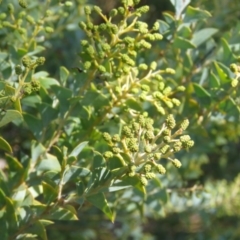 Acacia cultriformis at Lyneham, ACT - 2 Aug 2019