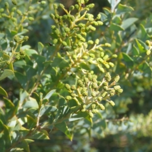 Acacia cultriformis at Lyneham, ACT - 2 Aug 2019 10:56 AM