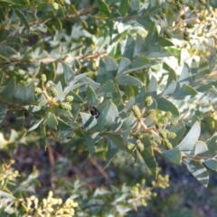 Acacia cultriformis at Lyneham, ACT - 2 Aug 2019