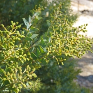 Acacia cultriformis at Lyneham, ACT - 2 Aug 2019