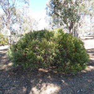 Acacia cultriformis at Lyneham, ACT - 2 Aug 2019