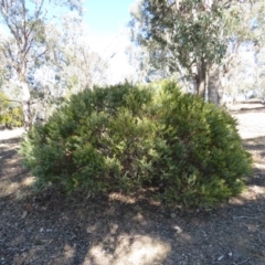 Acacia cultriformis at Lyneham, ACT - 2 Aug 2019