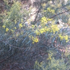 Acacia boormanii (Snowy River Wattle) at O'Connor, ACT - 2 Aug 2019 by KumikoCallaway