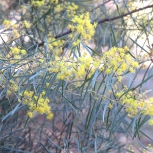 Acacia boormanii at O'Connor, ACT - 2 Aug 2019