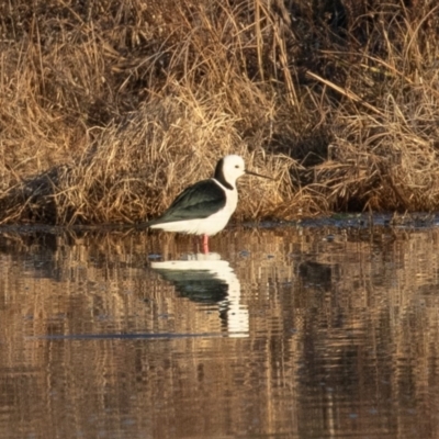 Himantopus leucocephalus (Pied Stilt) at Jerrabomberra Wetlands - 1 Aug 2019 by rawshorty