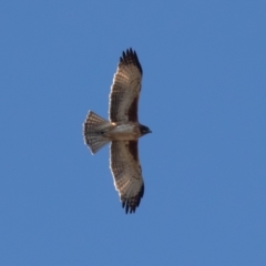 Hieraaetus morphnoides (Little Eagle) at Kowen, ACT - 2 Aug 2019 by rawshorty