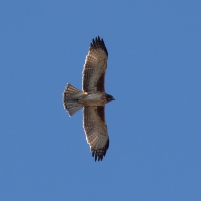 Hieraaetus morphnoides (Little Eagle) at Molonglo Gorge - 2 Aug 2019 by rawshorty