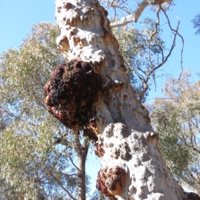 Eucalyptus mannifera (Brittle Gum) at Bruce Ridge - 2 Aug 2019 by KumikoCallaway