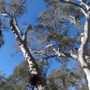 Eucalyptus mannifera at O'Connor, ACT - 2 Aug 2019