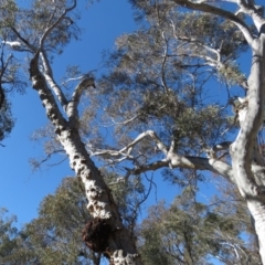 Eucalyptus mannifera at O'Connor, ACT - 2 Aug 2019