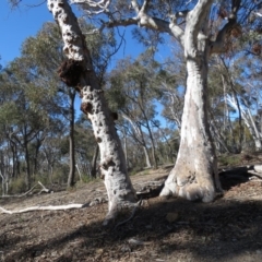 Eucalyptus mannifera at Bruce Ridge - 2 Aug 2019