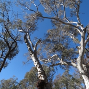 Eucalyptus mannifera at O'Connor, ACT - 2 Aug 2019