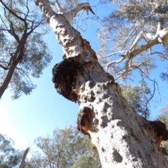 Eucalyptus mannifera at Bruce Ridge - 2 Aug 2019