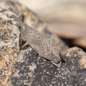 Goniaea sp. (genus) at Acton, ACT - 2 Aug 2019 01:14 PM