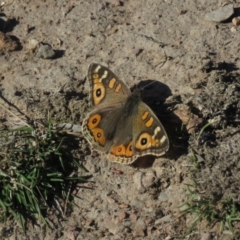 Junonia villida (Meadow Argus) at Kaleen, ACT - 2 Aug 2019 by KumikoCallaway