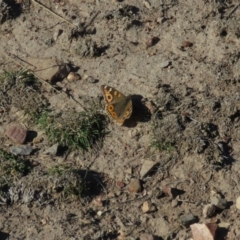 Junonia villida at Kaleen, ACT - 2 Aug 2019