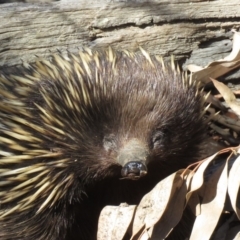Tachyglossus aculeatus (Short-beaked Echidna) at O'Connor, ACT - 2 Aug 2019 by KumikoCallaway
