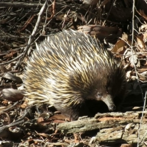 Tachyglossus aculeatus at O'Connor, ACT - 2 Aug 2019