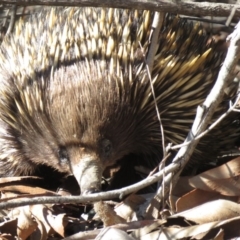 Tachyglossus aculeatus at O'Connor, ACT - 2 Aug 2019 12:42 PM