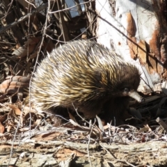 Tachyglossus aculeatus at O'Connor, ACT - 2 Aug 2019 12:42 PM