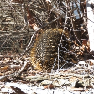 Tachyglossus aculeatus at O'Connor, ACT - 2 Aug 2019 12:42 PM