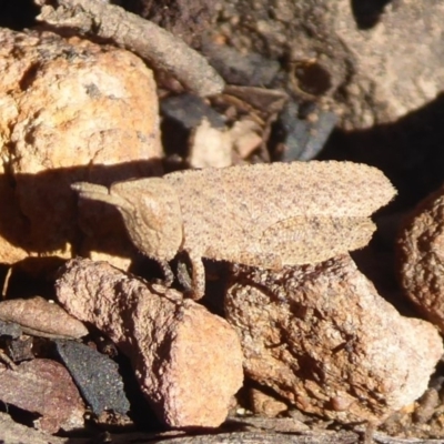 Goniaea sp. (genus) (A gumleaf grasshopper) at Acton, ACT - 2 Aug 2019 by Christine