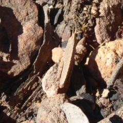 Goniaea sp. (genus) at Acton, ACT - 2 Aug 2019 01:45 PM