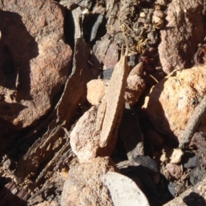 Goniaea sp. (genus) at Acton, ACT - 2 Aug 2019 01:45 PM