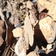 Goniaea sp. (genus) at Acton, ACT - 2 Aug 2019