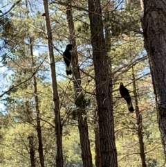 Zanda funerea (Yellow-tailed Black-Cockatoo) at Crace, ACT - 30 Jul 2019 by Bambi