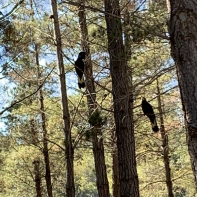 Zanda funerea (Yellow-tailed Black-Cockatoo) at Crace, ACT - 30 Jul 2019 by Bambi