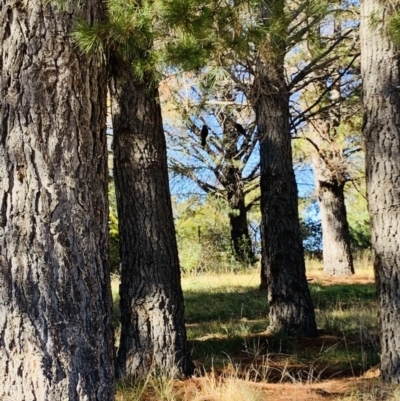 Zanda funerea (Yellow-tailed Black-Cockatoo) at Giralang, ACT - 31 Jul 2019 by Bambi