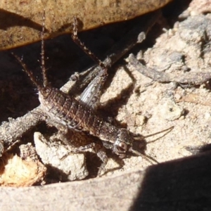 Eurepa marginipennis at Acton, ACT - 2 Aug 2019 01:56 PM