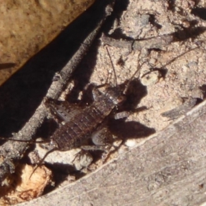 Eurepa marginipennis at Acton, ACT - 2 Aug 2019 01:56 PM