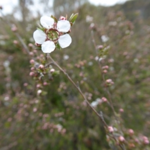 Leptospermum lanigerum at Yass River, NSW - 16 Oct 2016