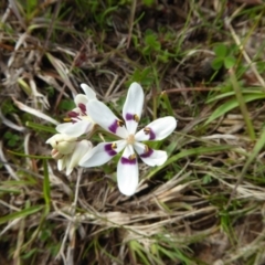 Wurmbea dioica subsp. dioica (Early Nancy) at Yass River, NSW - 17 Sep 2016 by SenexRugosus