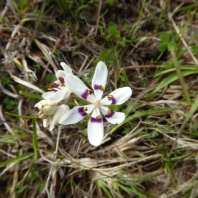 Wurmbea dioica subsp. dioica (Early Nancy) at Rugosa - 17 Sep 2016 by SenexRugosus