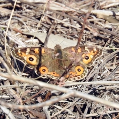 Junonia villida (Meadow Argus) at Tuggeranong DC, ACT - 2 Aug 2019 by RodDeb