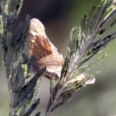 Junonia villida at Tuggeranong DC, ACT - 2 Aug 2019