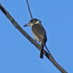 Cracticus torquatus (Grey Butcherbird) at Tuggeranong DC, ACT - 2 Aug 2019 by RodDeb