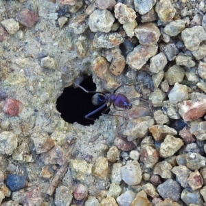 Iridomyrmex purpureus at Tuggeranong DC, ACT - 2 Aug 2019 01:23 PM