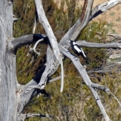 Gymnorhina tibicen (Australian Magpie) at Tuggeranong DC, ACT - 2 Aug 2019 by RodDeb