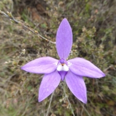 Glossodia major (Wax Lip Orchid) at Yass River, NSW - 24 Sep 2016 by SenexRugosus