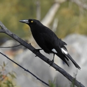 Strepera graculina at Tuggeranong DC, ACT - 2 Aug 2019 12:08 PM