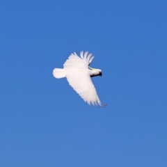 Cacatua galerita (Sulphur-crested Cockatoo) at Tuggeranong DC, ACT - 2 Aug 2019 by RodDeb