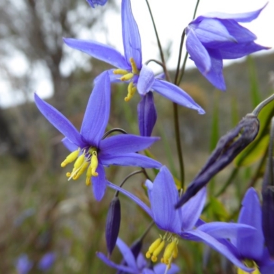 Stypandra glauca (Nodding Blue Lily) at Rugosa - 16 Oct 2016 by SenexRugosus