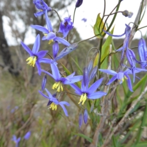 Stypandra glauca at Yass River, NSW - 16 Oct 2016