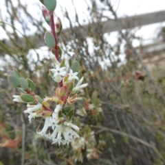 Brachyloma daphnoides (Daphne Heath) at Yass River, NSW - 16 Oct 2016 by SenexRugosus