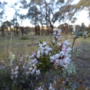 Lissanthe strigosa subsp. subulata at Yass River, NSW - 21 Sep 2016