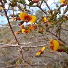 Dillwynia phylicoides (A Parrot-pea) at Yass River, NSW - 25 Sep 2016 by SenexRugosus